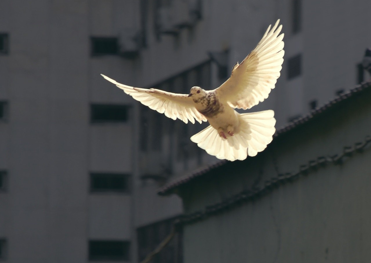 Friede auf Erden? Weltweit sinkt die Qualität des Konfliktmanagements